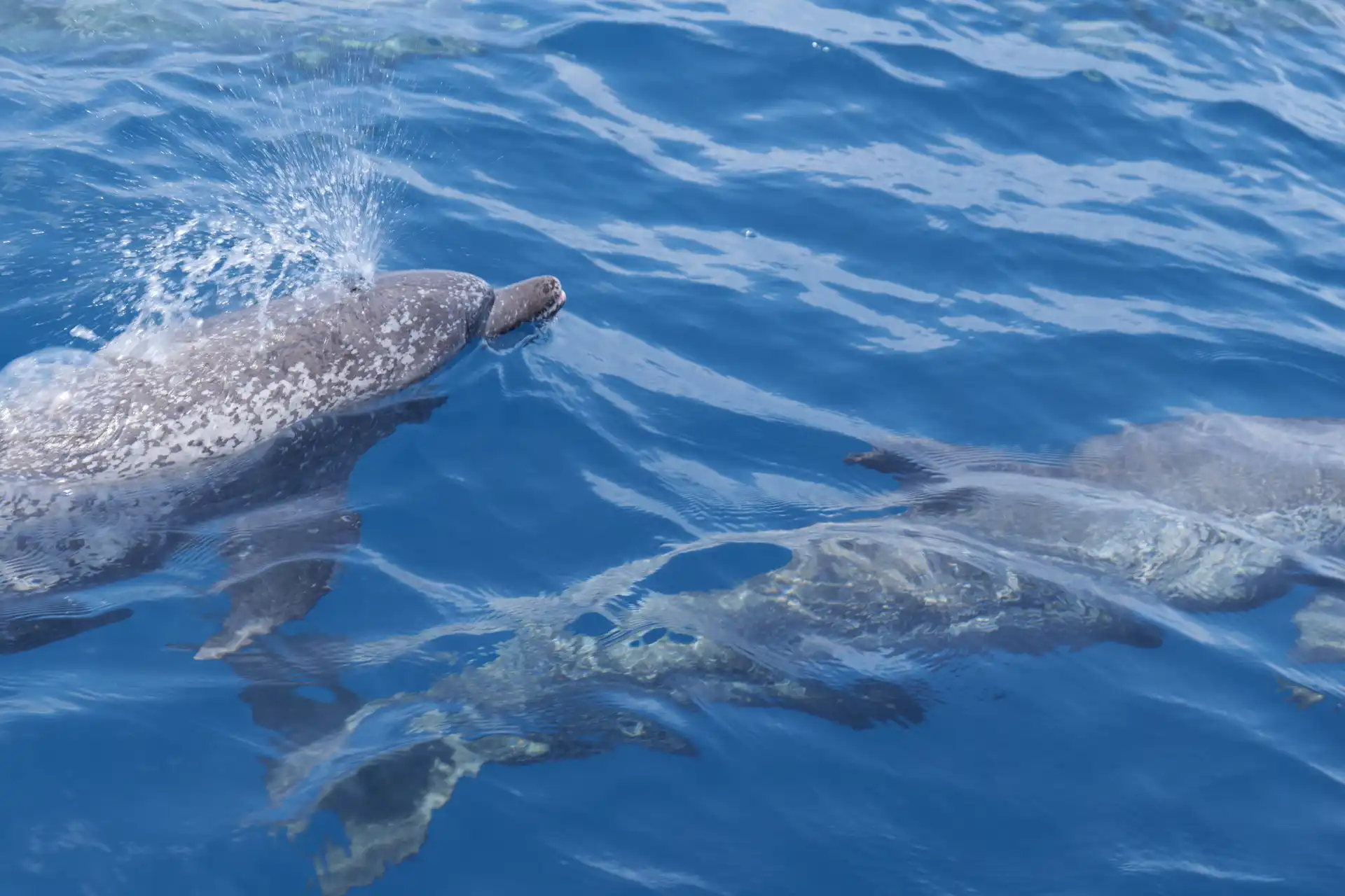 Dolphins in Panama waters