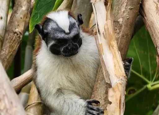 Monkey-Island-Tour-in-Panama-3