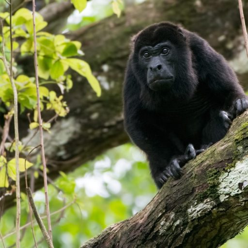 (c)Osvaldo Quintero V.