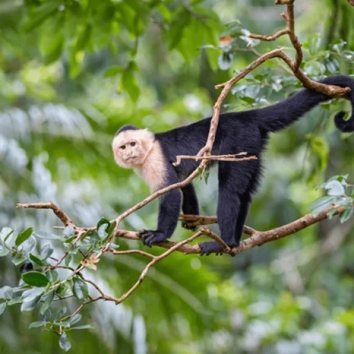 whitefaced-capuchin-cebus-capucinus-beautiful-600nw-1058885300.jpg